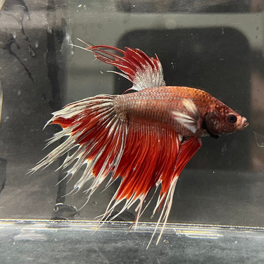 the-fish-farm Male Betta Male Betta - One Only - 19 Choose your favourite Male Betta from The Fish Farm Australia