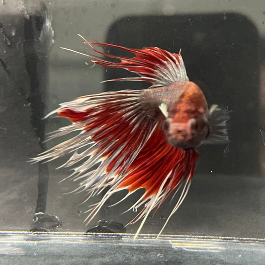 the-fish-farm Male Betta Male Betta - One Only - 19 Choose your favourite Male Betta from The Fish Farm Australia