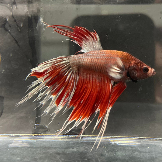 the-fish-farm Male Betta Male Betta - One Only - 19 Choose your favourite Male Betta from The Fish Farm Australia