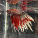 the-fish-farm Male Betta Male Betta - One Only - 19 Choose your favourite Male Betta from The Fish Farm Australia