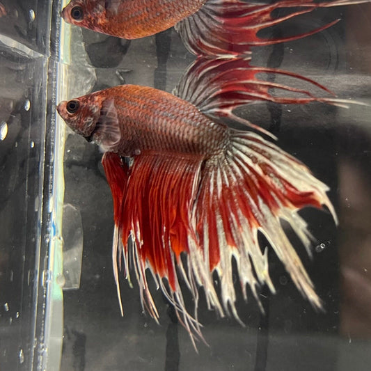 the-fish-farm Male Betta Male Betta - One Only - 19 Choose your favourite Male Betta from The Fish Farm Australia