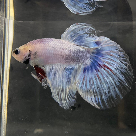 the-fish-farm Male Betta Male Betta - One Only - 19 Choose your favourite Male Betta from The Fish Farm Australia