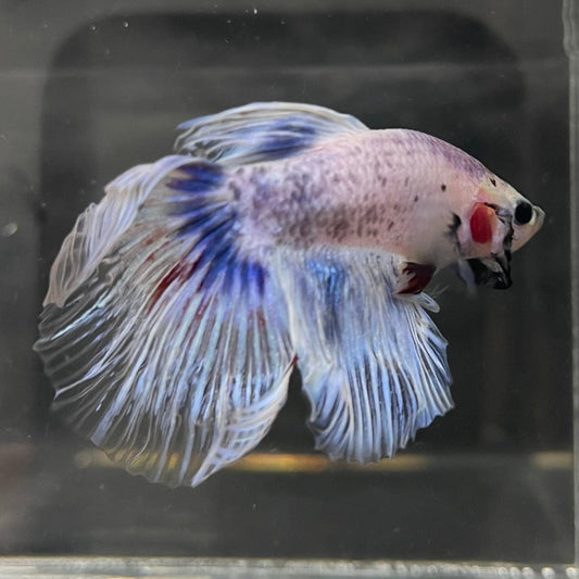 the-fish-farm Male Betta Male Betta - One Only - 19 Choose your favourite Male Betta from The Fish Farm Australia