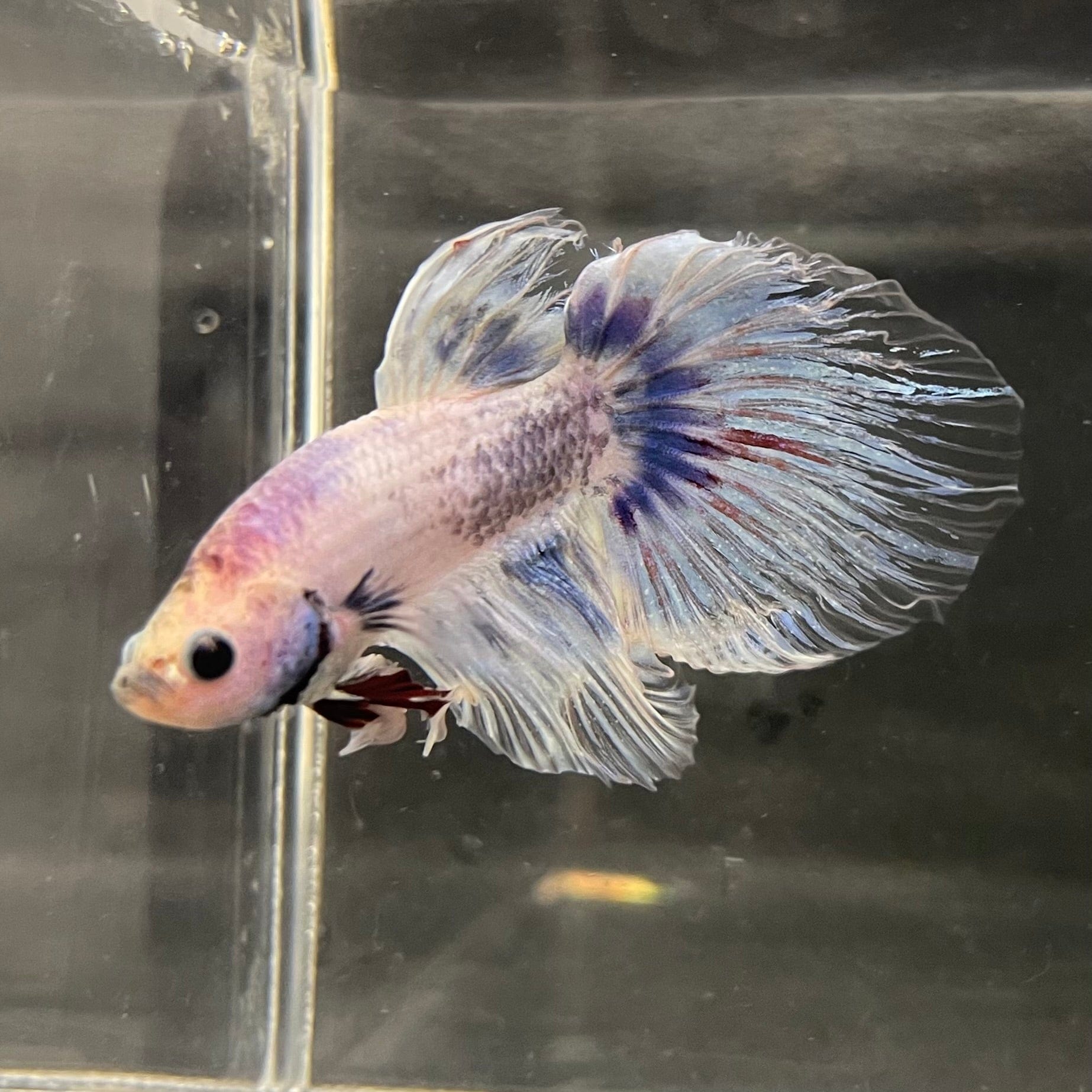 the-fish-farm Male Betta Male Betta - One Only - 19 Choose your favourite Male Betta from The Fish Farm Australia