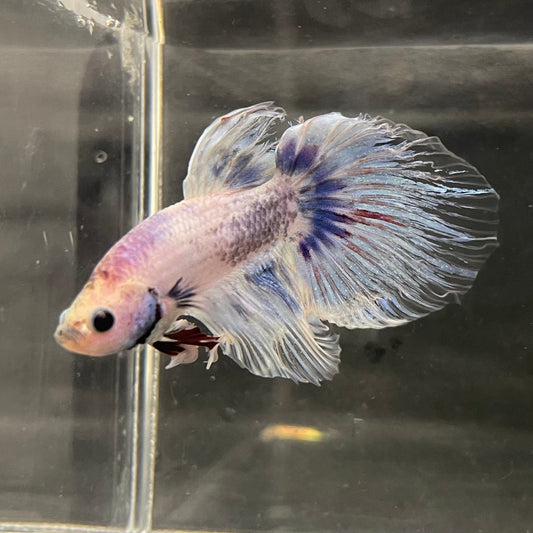the-fish-farm Male Betta Male Betta - One Only - 19 Choose your favourite Male Betta from The Fish Farm Australia