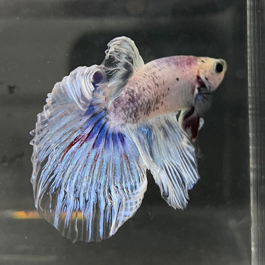 the-fish-farm Male Betta Male Betta - One Only - 19 Choose your favourite Male Betta from The Fish Farm Australia