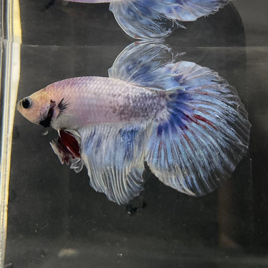 the-fish-farm Male Betta Male Betta - One Only - 19 Choose your favourite Male Betta from The Fish Farm Australia