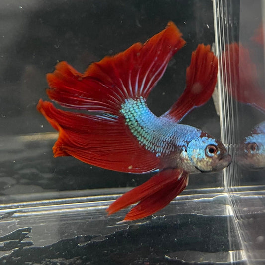 the-fish-farm Male Betta Male Betta - One Only - 19 Choose your favourite Male Betta from The Fish Farm Australia