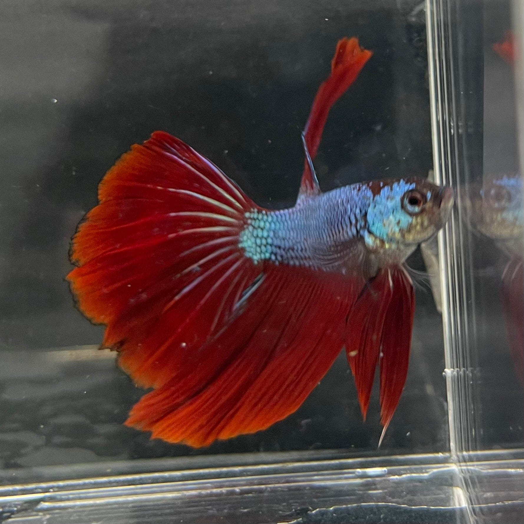 the-fish-farm Male Betta Male Betta - One Only - 19 Choose your favourite Male Betta from The Fish Farm Australia