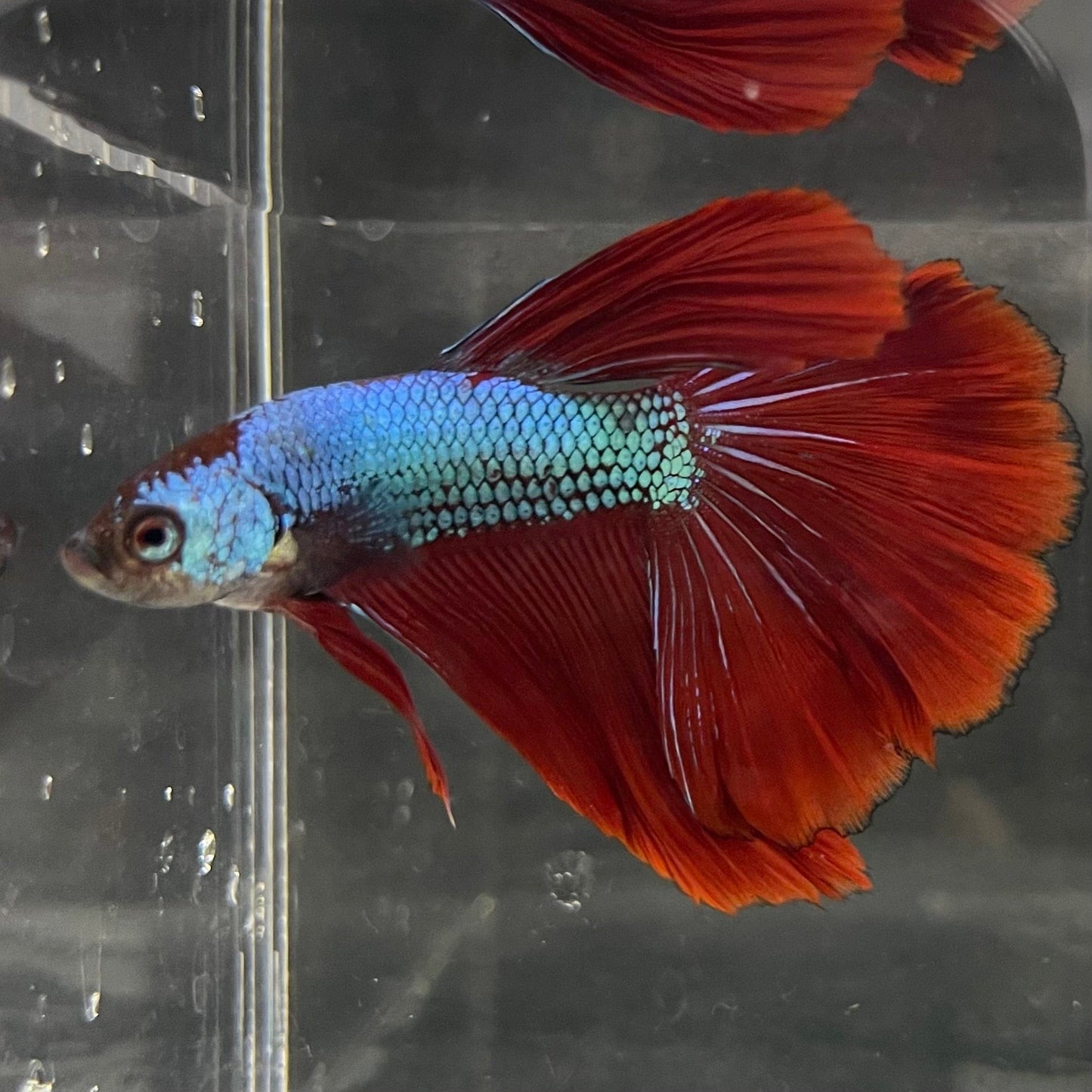 the-fish-farm Male Betta Male Betta - One Only - 19 Choose your favourite Male Betta from The Fish Farm Australia