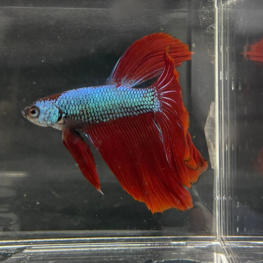 the-fish-farm Male Betta Male Betta - One Only - 19 Choose your favourite Male Betta from The Fish Farm Australia