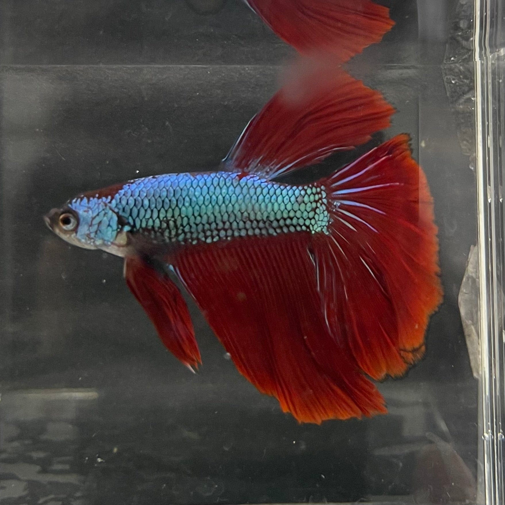 the-fish-farm Male Betta Male Betta - One Only - 19 Choose your favourite Male Betta from The Fish Farm Australia