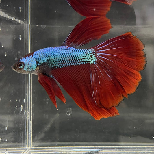 the-fish-farm Male Betta Male Betta - One Only - 19 Choose your favourite Male Betta from The Fish Farm Australia