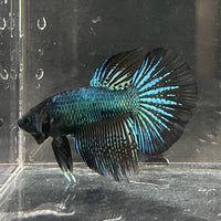 the-fish-farm Male Betta Male Betta - One Only - 19 Choose your favourite Male Betta from The Fish Farm Australia
