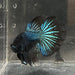 the-fish-farm Male Betta Male Betta - One Only - 19 Choose your favourite Male Betta from The Fish Farm Australia