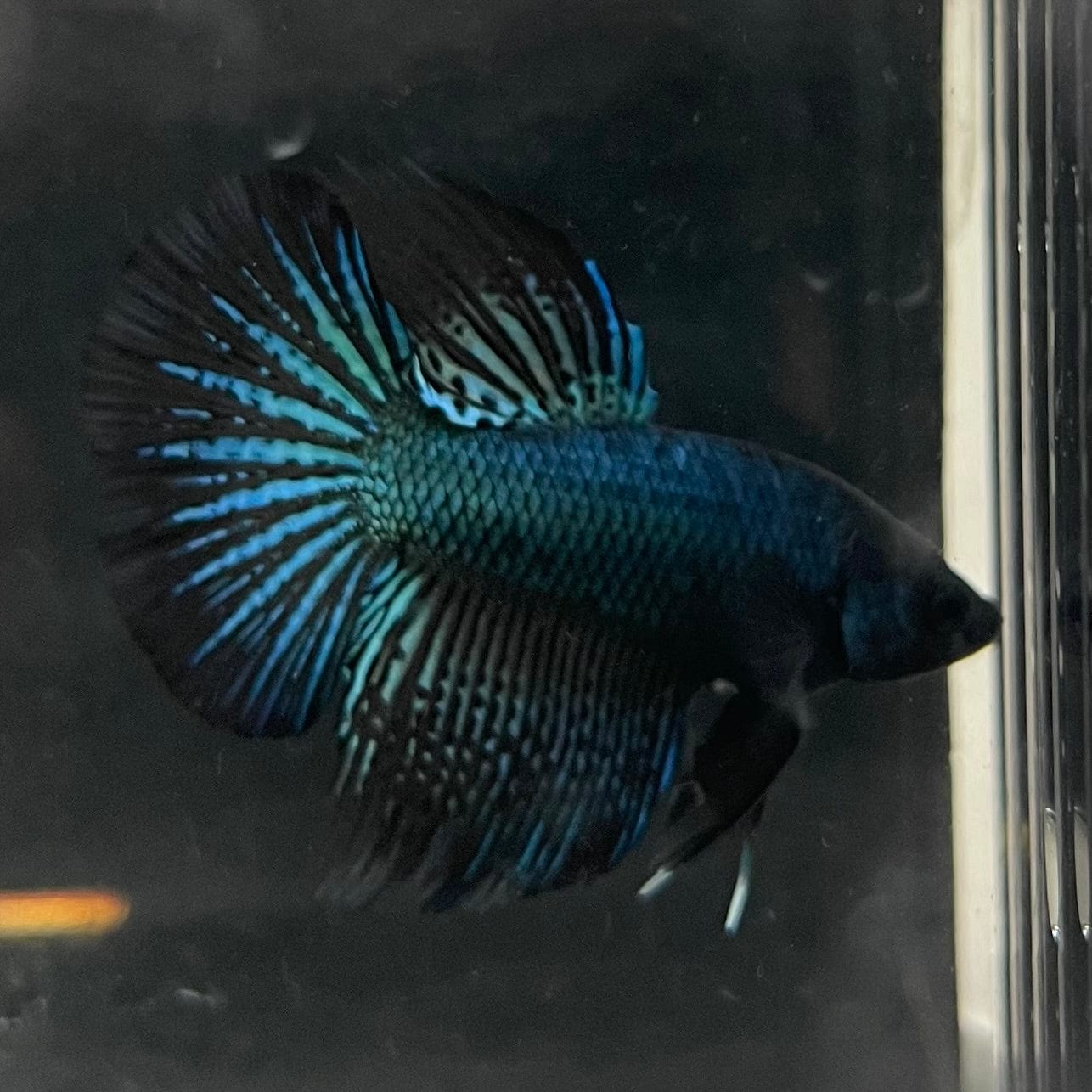 the-fish-farm Male Betta Male Betta - One Only - 19 Choose your favourite Male Betta from The Fish Farm Australia