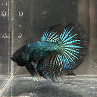 the-fish-farm Male Betta Male Betta - One Only - 19 Choose your favourite Male Betta from The Fish Farm Australia