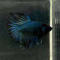 the-fish-farm Male Betta Male Betta - One Only - 19 Choose your favourite Male Betta from The Fish Farm Australia