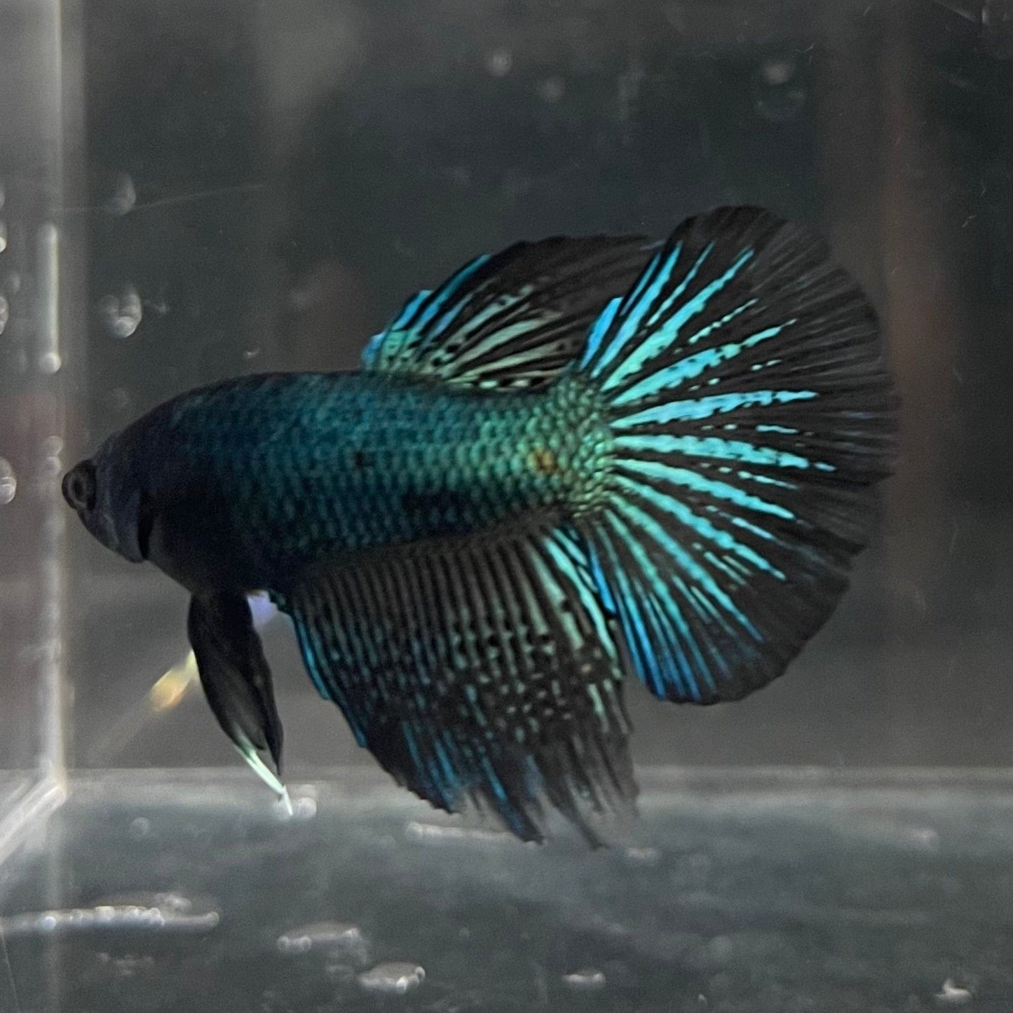 the-fish-farm Male Betta Male Betta - One Only - 19 Choose your favourite Male Betta from The Fish Farm Australia