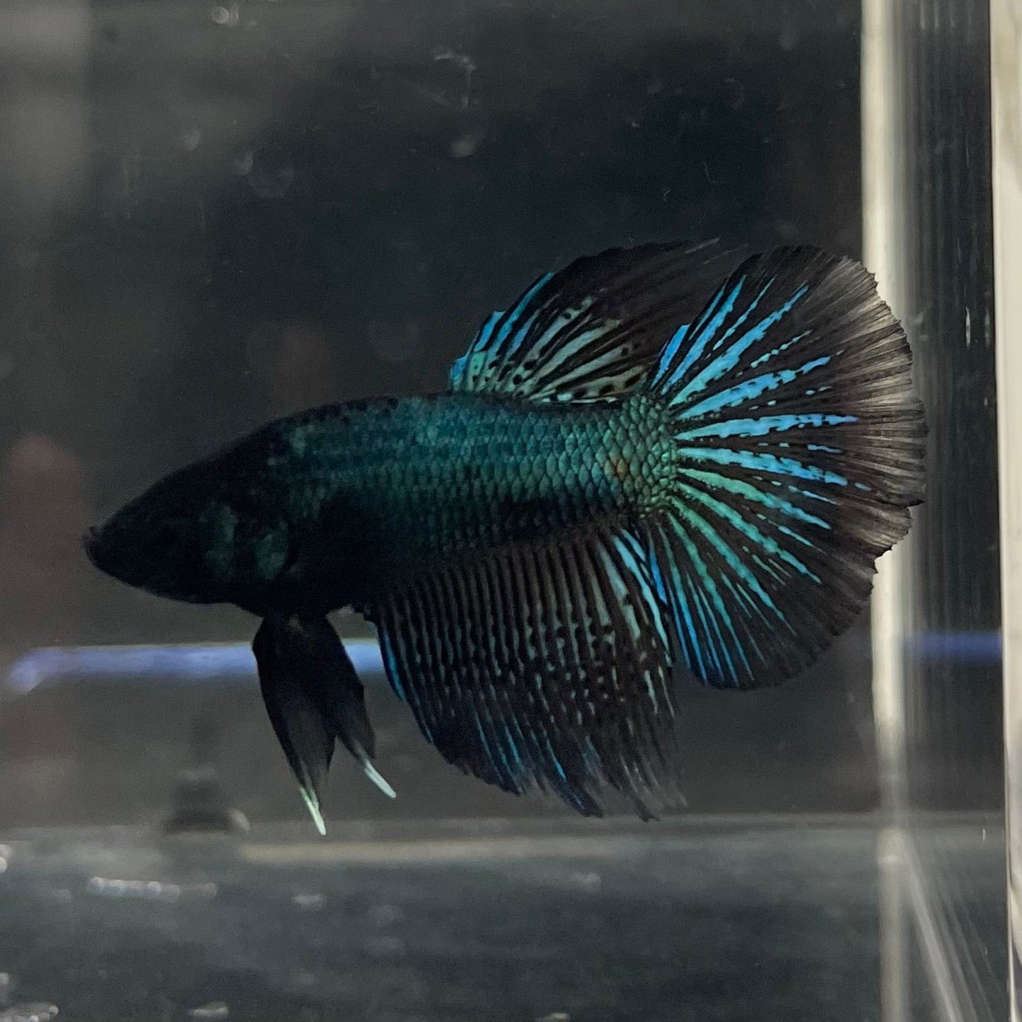 the-fish-farm Male Betta Male Betta - One Only - 19 Choose your favourite Male Betta from The Fish Farm Australia