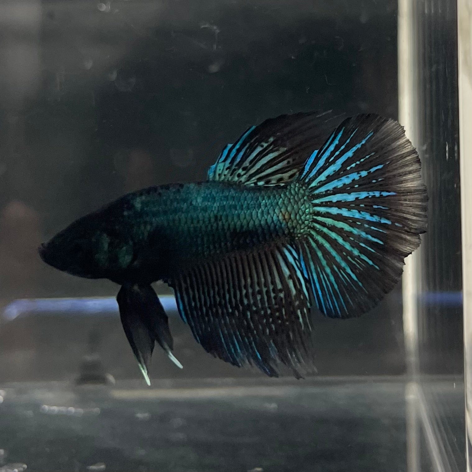 the-fish-farm Male Betta Male Betta - One Only - 19 Choose your favourite Male Betta from The Fish Farm Australia