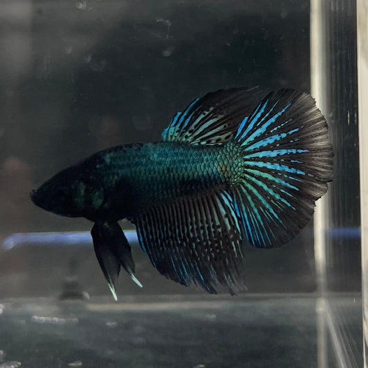 the-fish-farm Male Betta Male Betta - One Only - 19 Choose your favourite Male Betta from The Fish Farm Australia