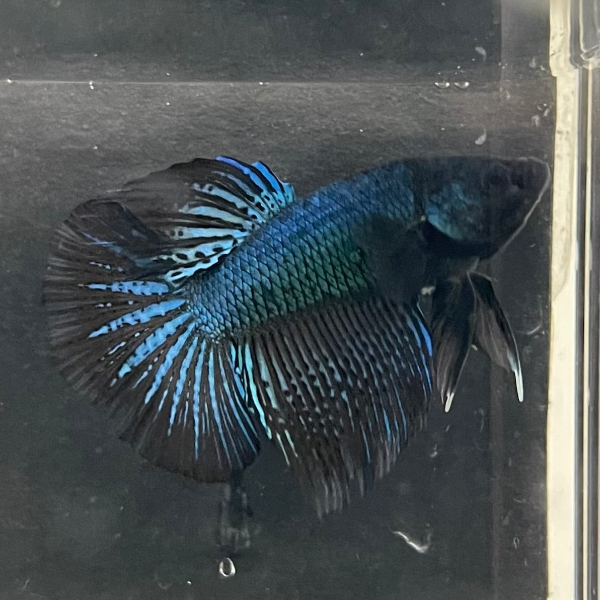 the-fish-farm Male Betta Male Betta - One Only - 19 Choose your favourite Male Betta from The Fish Farm Australia