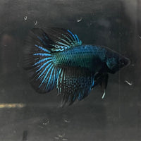 the-fish-farm Male Betta Male Betta - One Only - 19 Choose your favourite Male Betta from The Fish Farm Australia