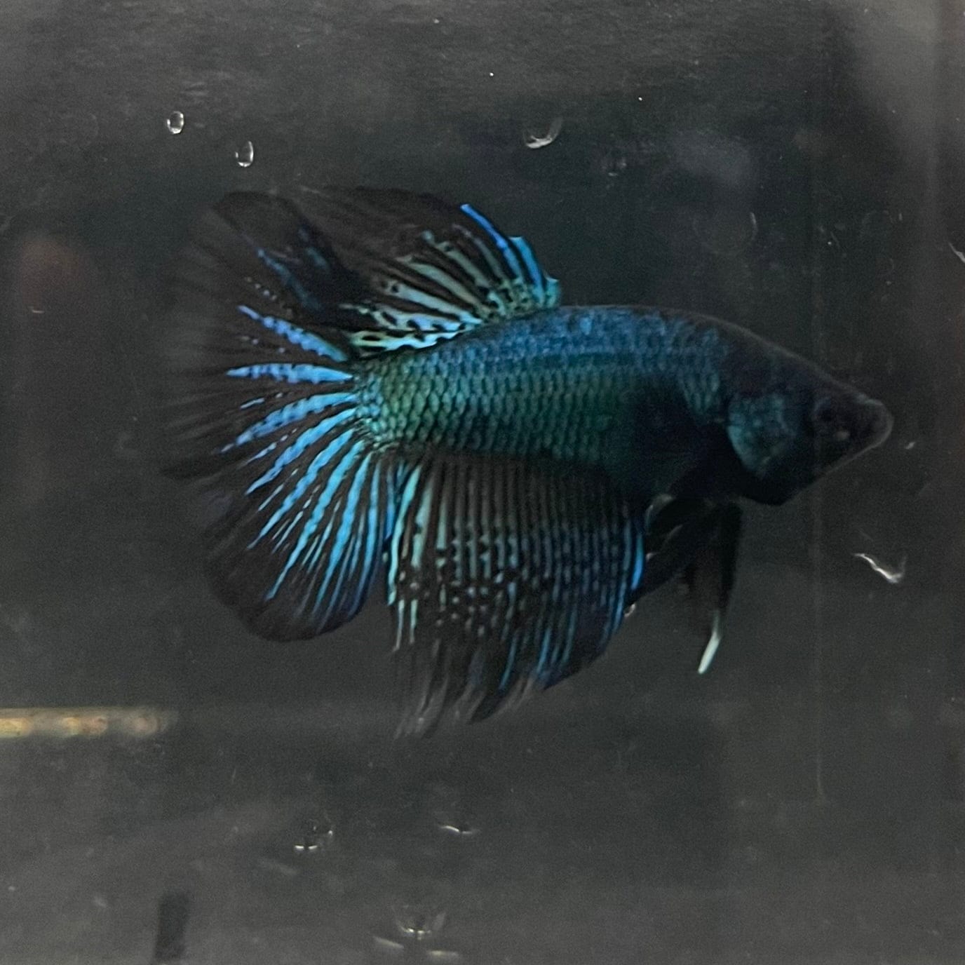 the-fish-farm Male Betta Male Betta - One Only - 19 Choose your favourite Male Betta from The Fish Farm Australia