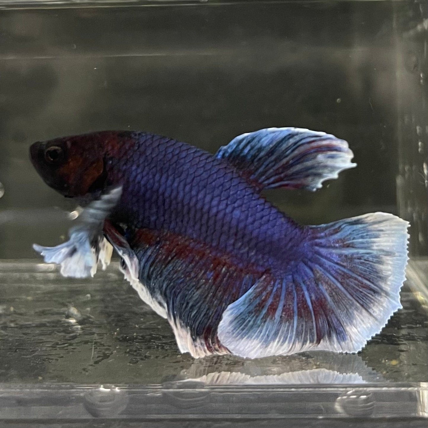 the-fish-farm Male Betta Male Betta - One Only - 19 Choose your favourite Male Betta from The Fish Farm Australia