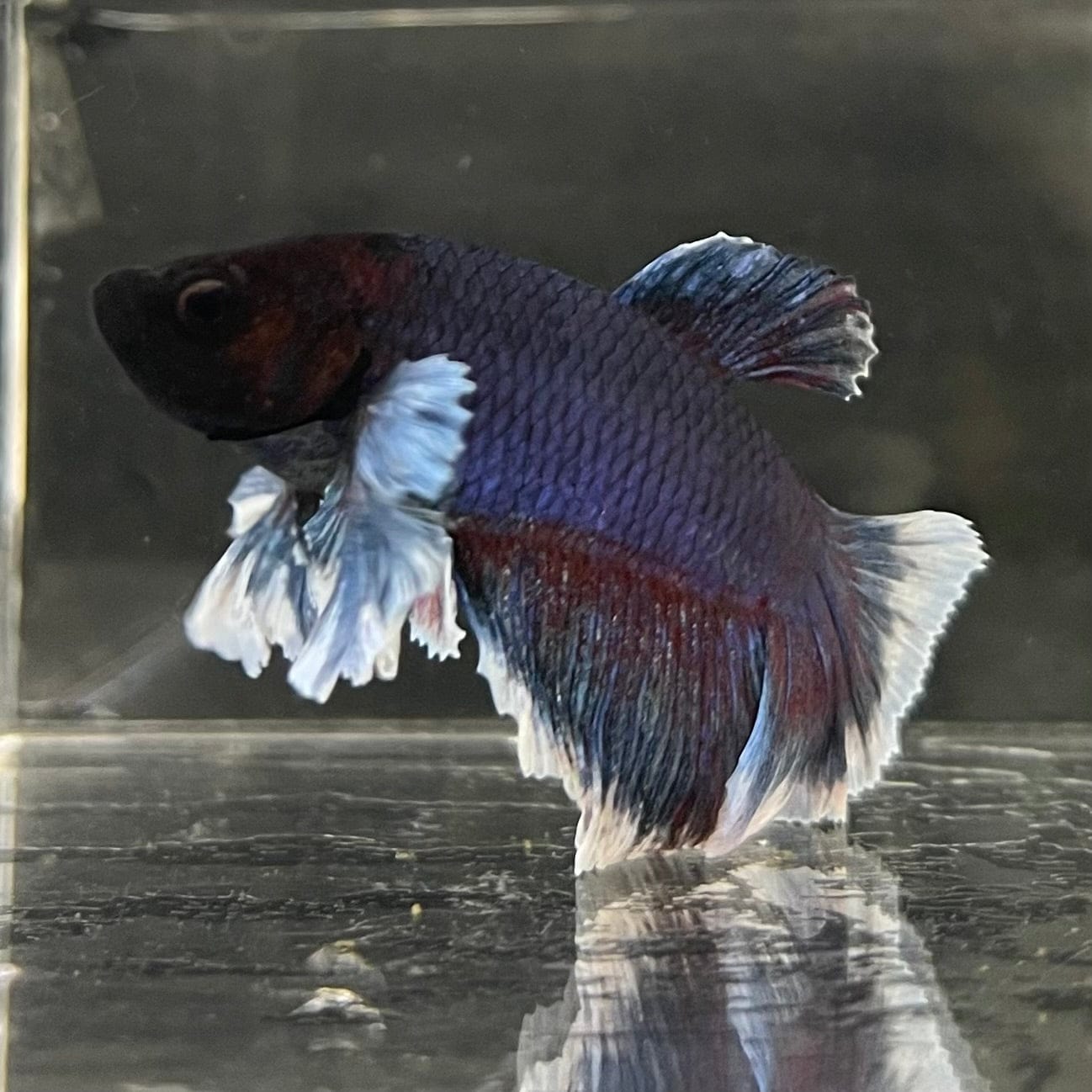 the-fish-farm Male Betta Male Betta - One Only - 19 Choose your favourite Male Betta from The Fish Farm Australia