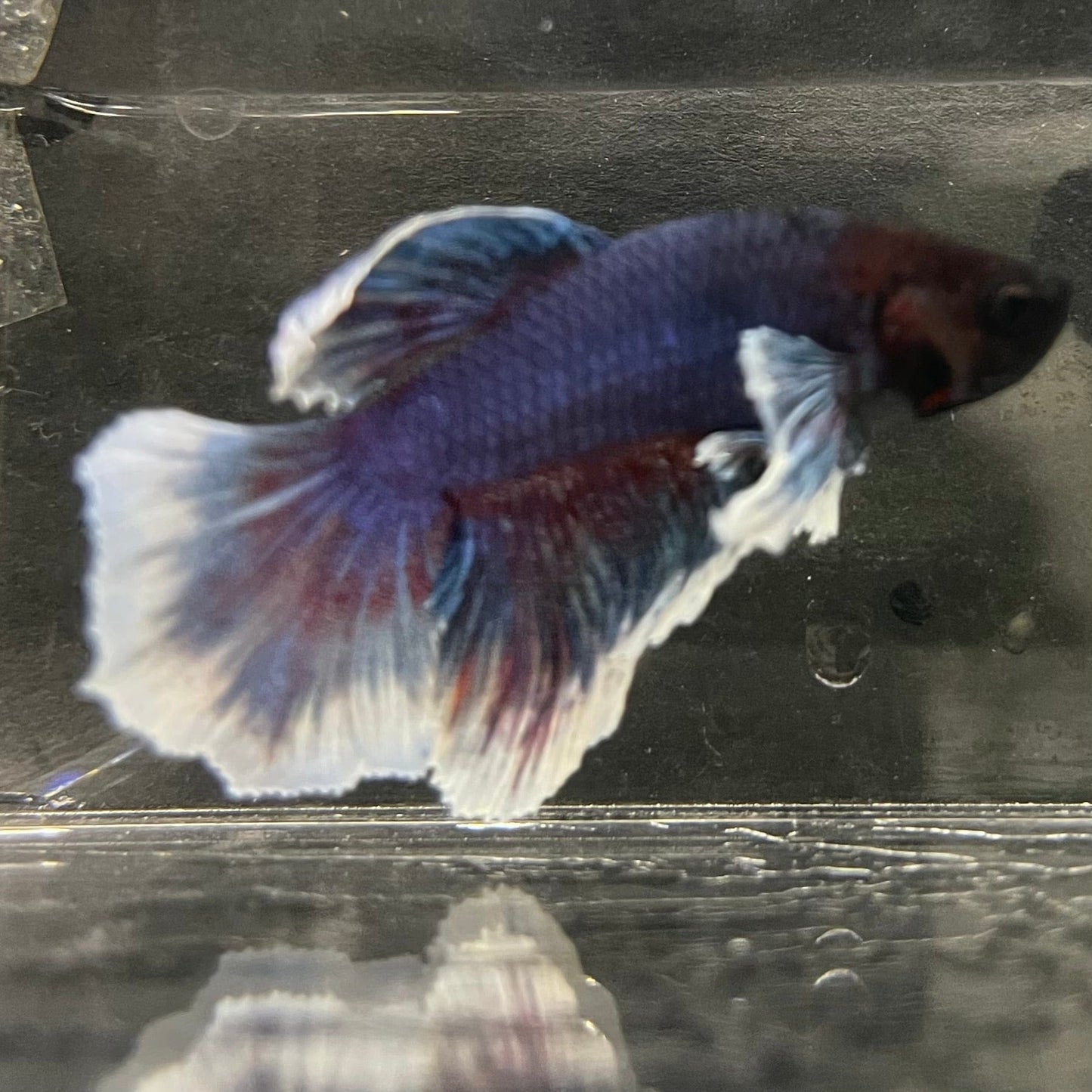 the-fish-farm Male Betta Male Betta - One Only - 19 Choose your favourite Male Betta from The Fish Farm Australia