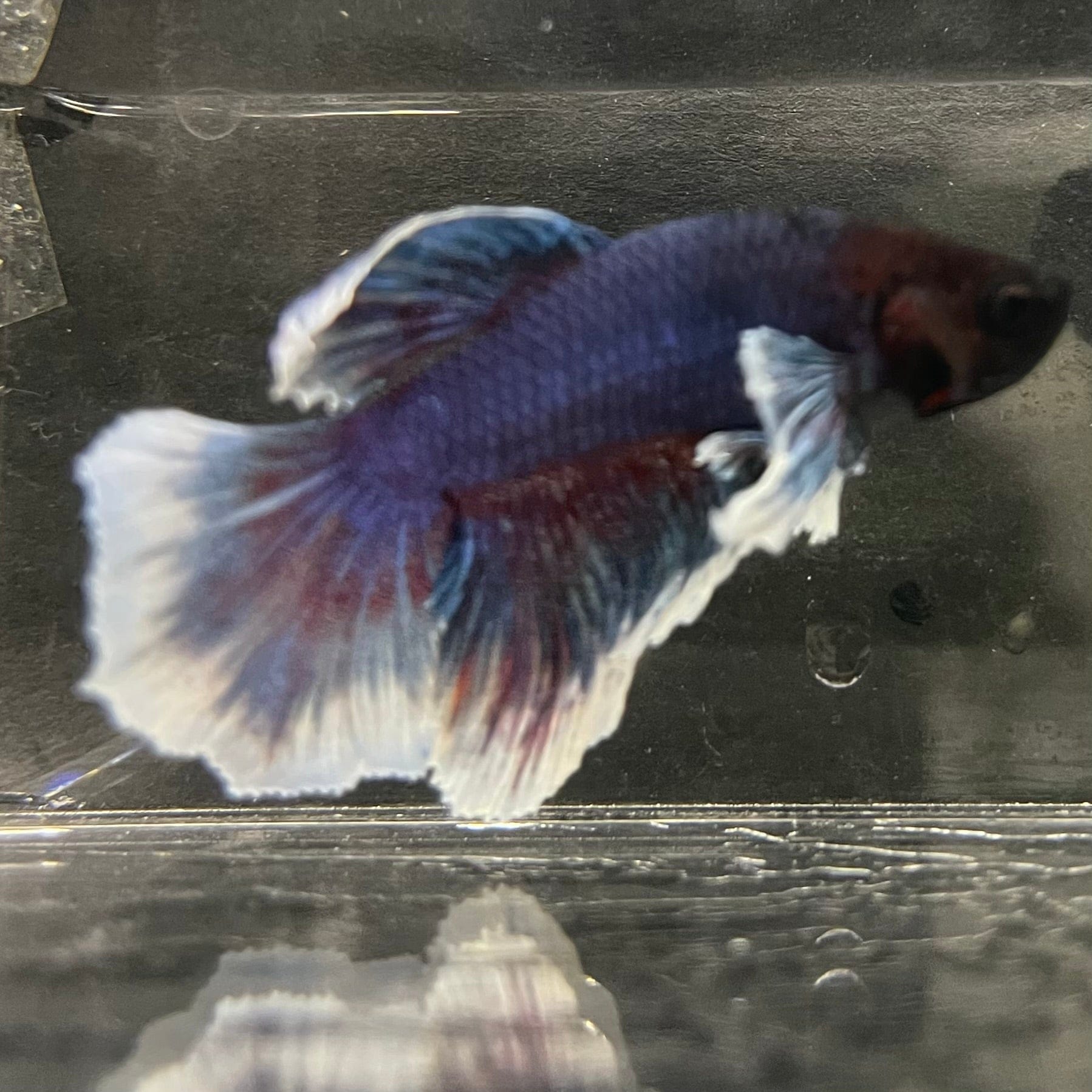 the-fish-farm Male Betta Male Betta - One Only - 19 Choose your favourite Male Betta from The Fish Farm Australia