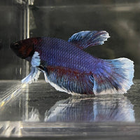 the-fish-farm Male Betta Male Betta - One Only - 19 Choose your favourite Male Betta from The Fish Farm Australia