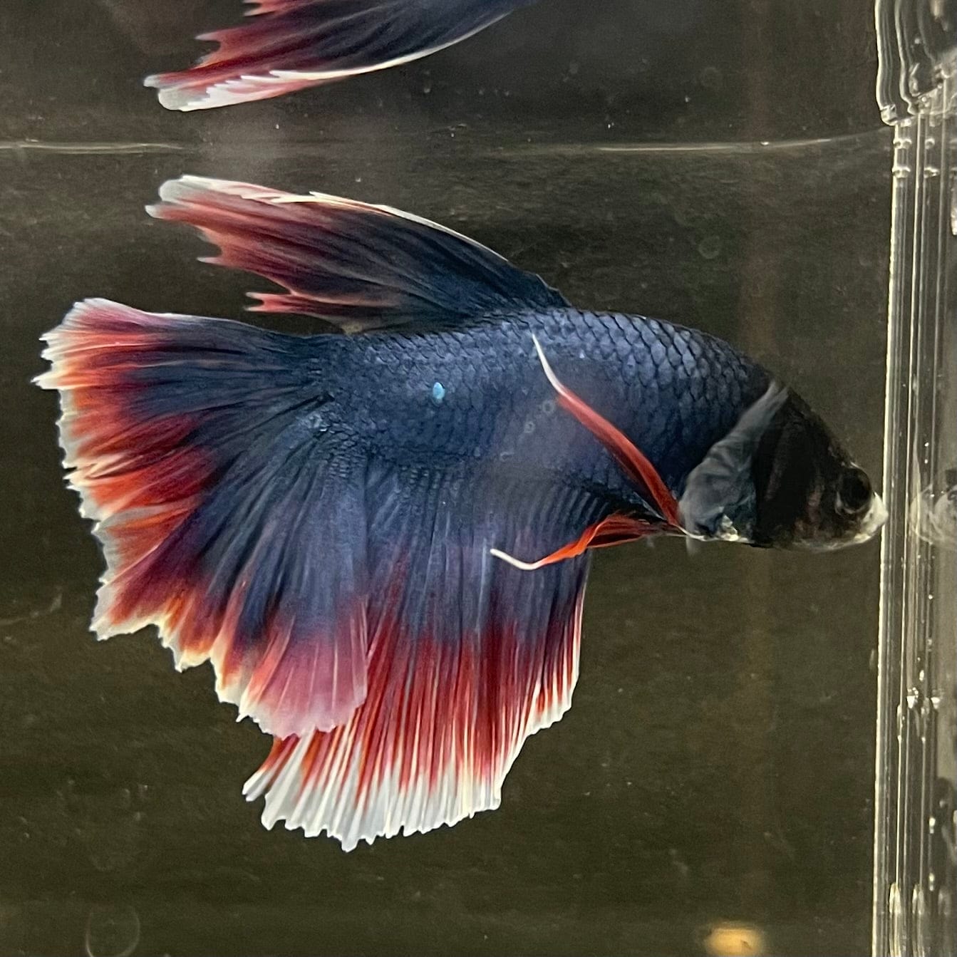 the-fish-farm Male Betta Male Betta - One Only - 19 Choose your favourite Male Betta from The Fish Farm Australia