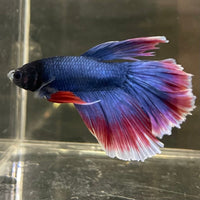 the-fish-farm Male Betta Male Betta - One Only - 19 Choose your favourite Male Betta from The Fish Farm Australia