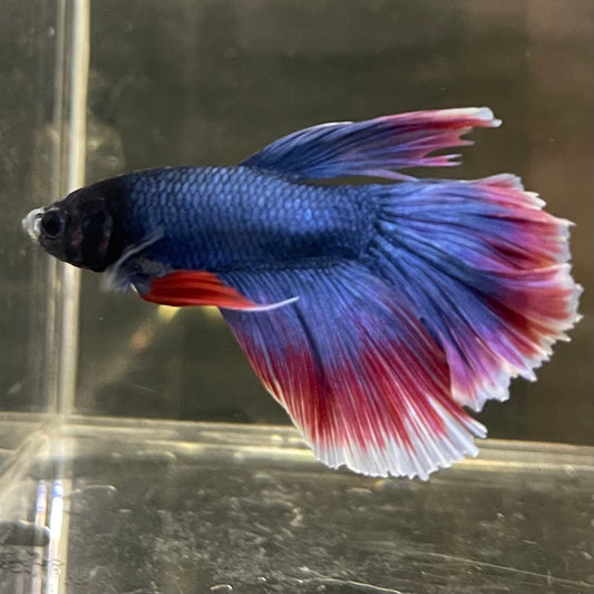 the-fish-farm Male Betta Male Betta - One Only - 19 Choose your favourite Male Betta from The Fish Farm Australia