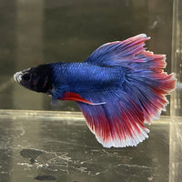 the-fish-farm Male Betta Male Betta - One Only - 19 Choose your favourite Male Betta from The Fish Farm Australia