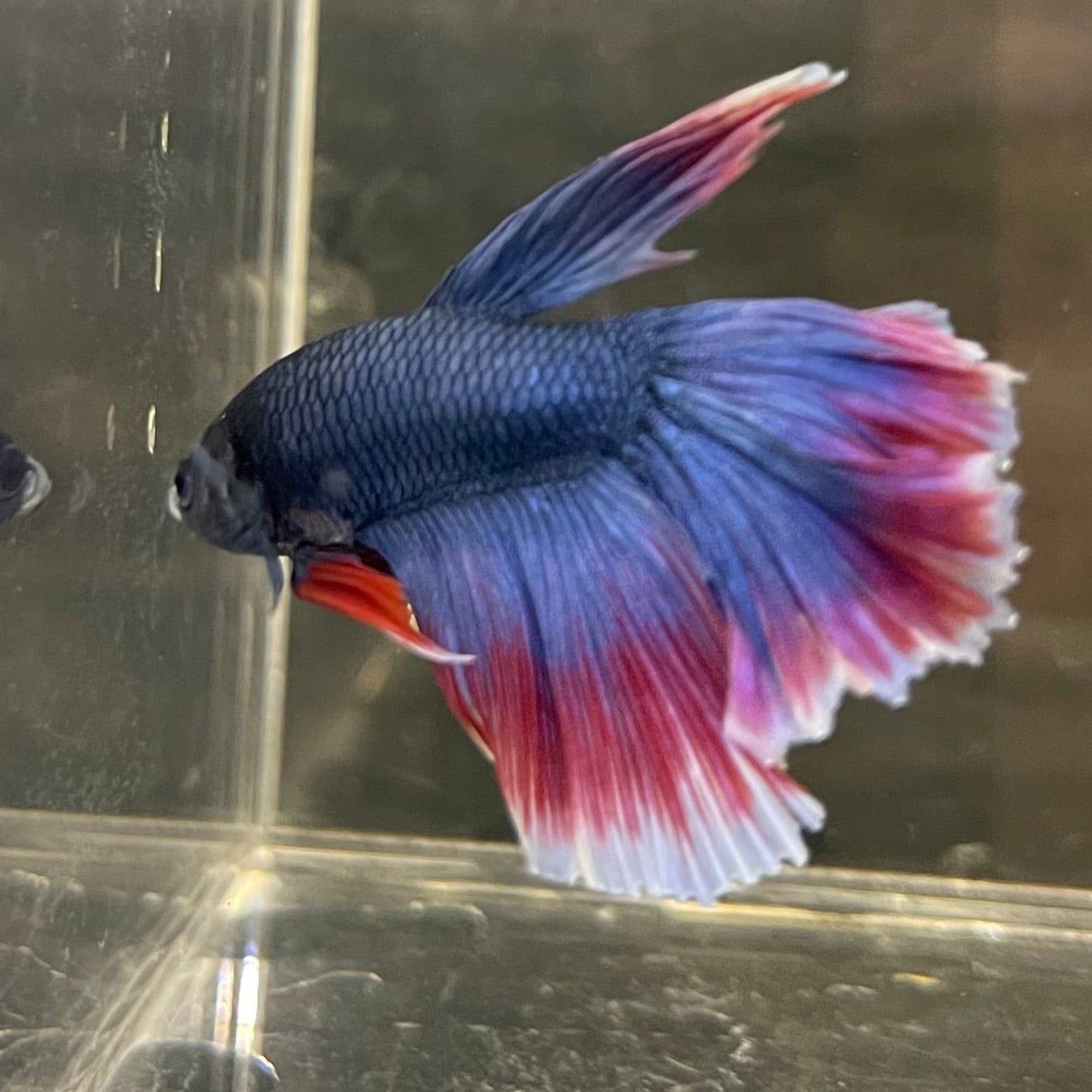 the-fish-farm Male Betta Male Betta - One Only - 19 Choose your favourite Male Betta from The Fish Farm Australia