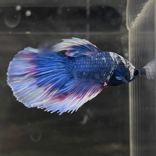 the-fish-farm Male Betta Male Betta - One Only - 19 Choose your favourite Male Betta from The Fish Farm Australia
