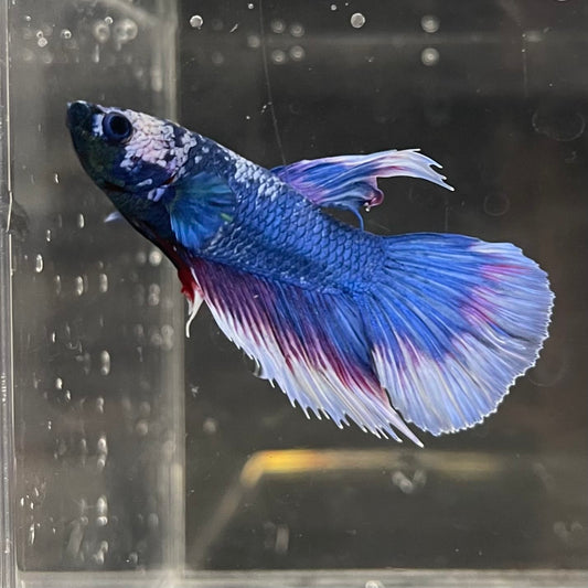 the-fish-farm Male Betta Male Betta - One Only - 19 Choose your favourite Male Betta from The Fish Farm Australia