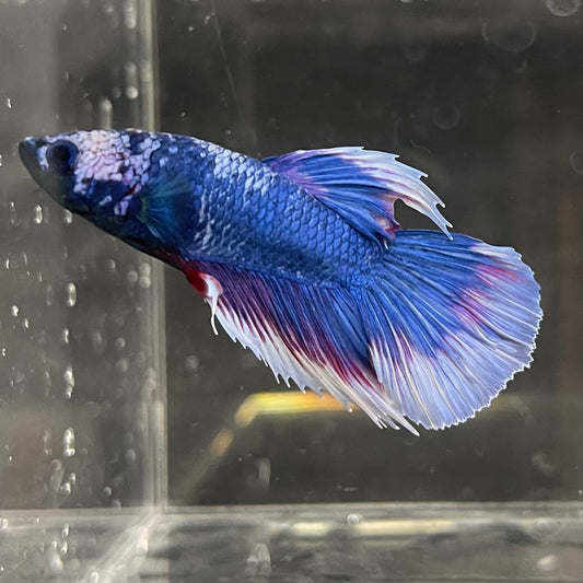 the-fish-farm Male Betta Male Betta - One Only - 19 Choose your favourite Male Betta from The Fish Farm Australia