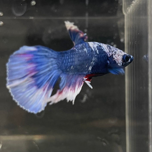 the-fish-farm Male Betta Male Betta - One Only - 19 Choose your favourite Male Betta from The Fish Farm Australia