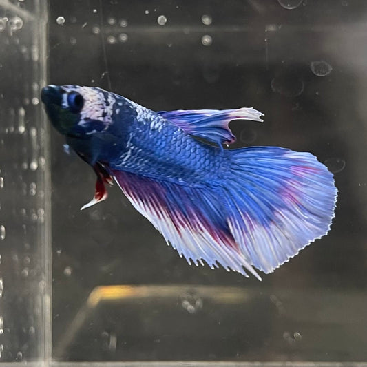 the-fish-farm Male Betta Male Betta - One Only - 19 Choose your favourite Male Betta from The Fish Farm Australia