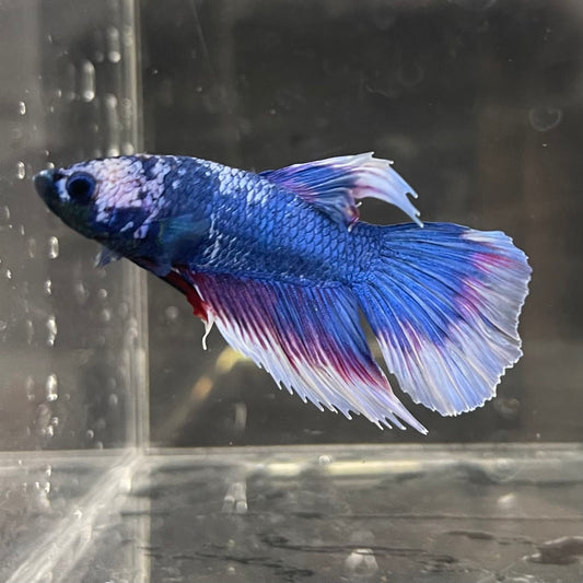 the-fish-farm Male Betta Male Betta - One Only - 19 Choose your favourite Male Betta from The Fish Farm Australia