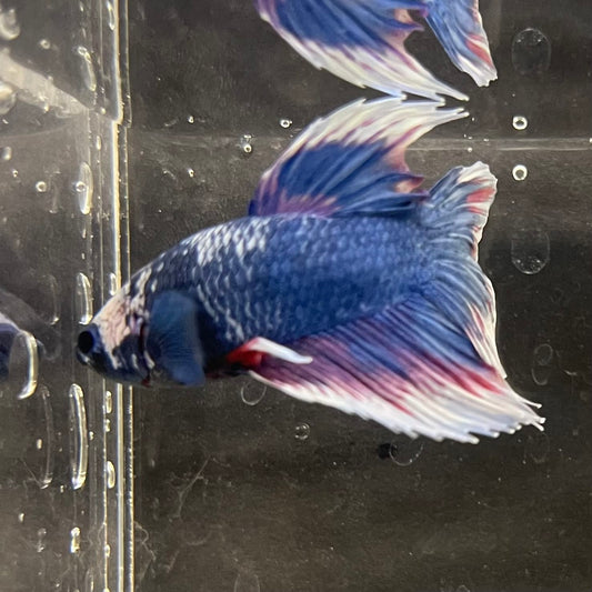 the-fish-farm Male Betta Male Betta - One Only - 19 Choose your favourite Male Betta from The Fish Farm Australia
