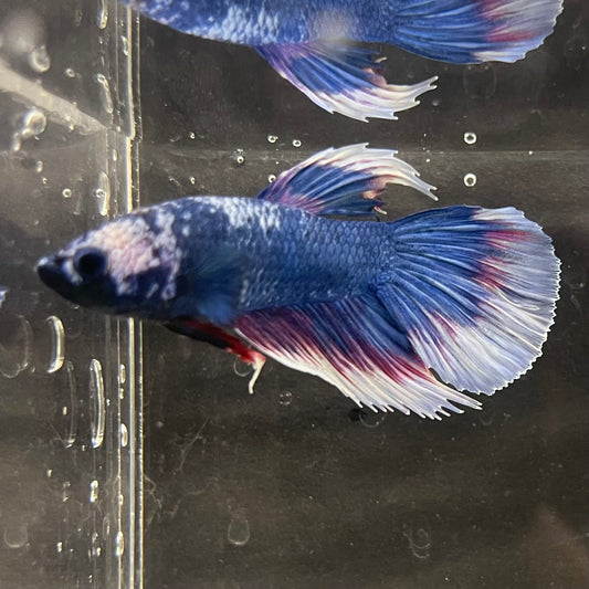 the-fish-farm Male Betta Male Betta - One Only - 19 Choose your favourite Male Betta from The Fish Farm Australia