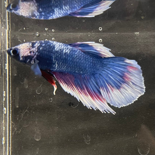 the-fish-farm Male Betta Male Betta - One Only - 19 Choose your favourite Male Betta from The Fish Farm Australia