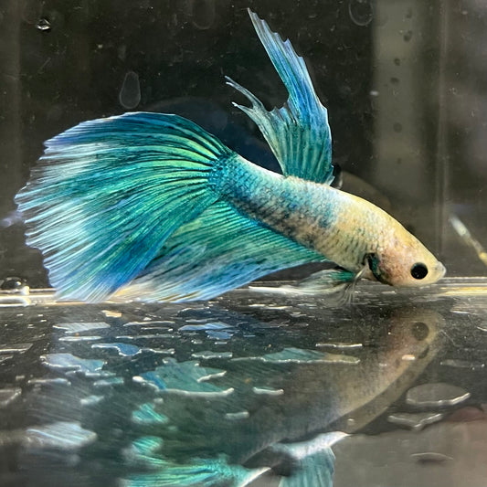 the-fish-farm Male Betta Male Betta - One Only - 19 Choose your favourite Male Betta from The Fish Farm Australia