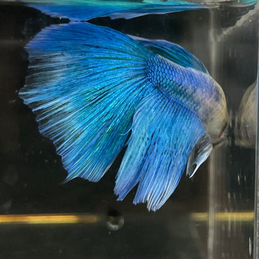 the-fish-farm Male Betta Male Betta - One Only - 19 Choose your favourite Male Betta from The Fish Farm Australia